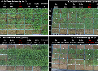 The challenges of herbicide-resistant grass weeds