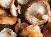 Forest fungi