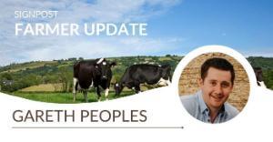 Gareth Peoples’ approach to calf turnout