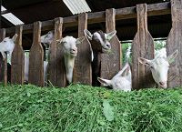 Goats don’t like the rain!
