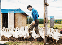 The production of free-range geese