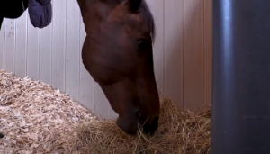 Equine health: Don’t overlook forage and bedding quality
