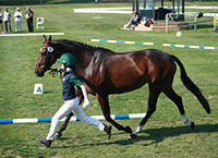 Teagasc Equine at the Dublin Horse Show