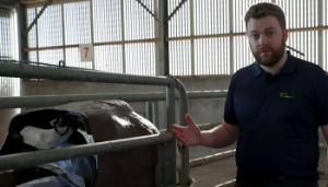 Using the calving jack – slow and steady wins the race