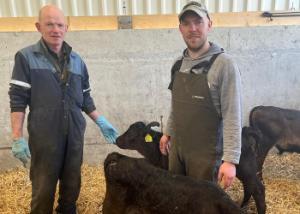 Breeding choices deliver more beef in Co. Tipperary