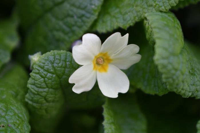Primrose