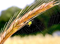 Teagasc unveil winners of Research and Innovation photo competition 2022