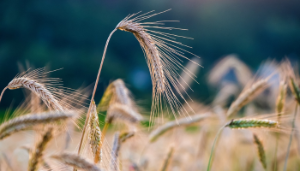 Exploring farm diversification: Speciality Crops