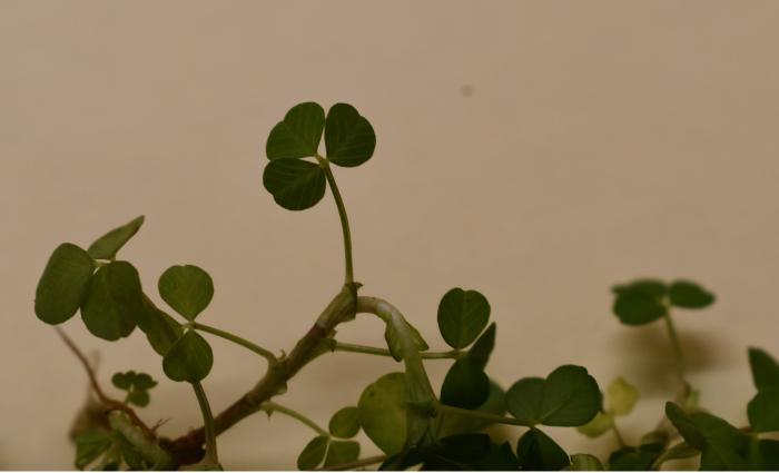 Shamrock