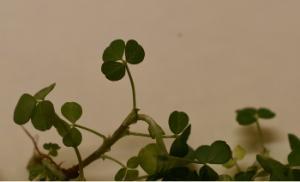 The shamrock: More than just a symbol of Ireland