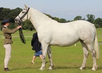Meet Sharon an Irish Sport Horse young breeder