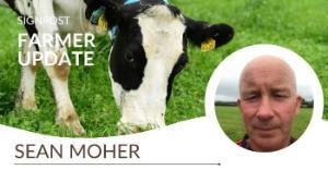 Achieving success with red clover and multispecies pastures