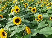 Growing Sunflowers