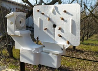 Using artificial intelligence to monitor invasive insect species in Europe