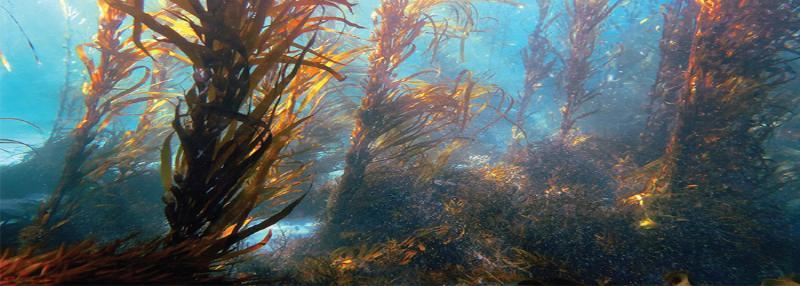 seaweed
