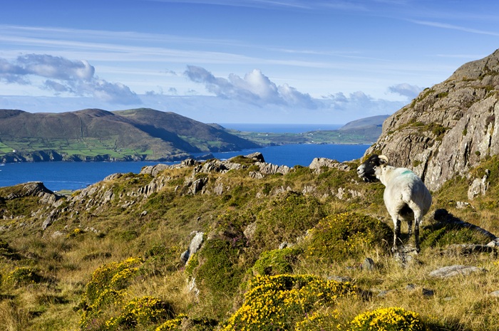 A hill sheep in a scenic setting