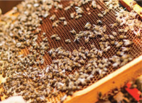 Support programme for beekeeping sector launched