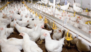 Broiler litter as a fertiliser in tillage systems