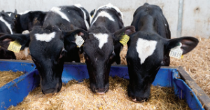 Watch: Avoiding the post-weaning growth check