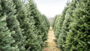 O Christmas Tree, O Christmas Tree