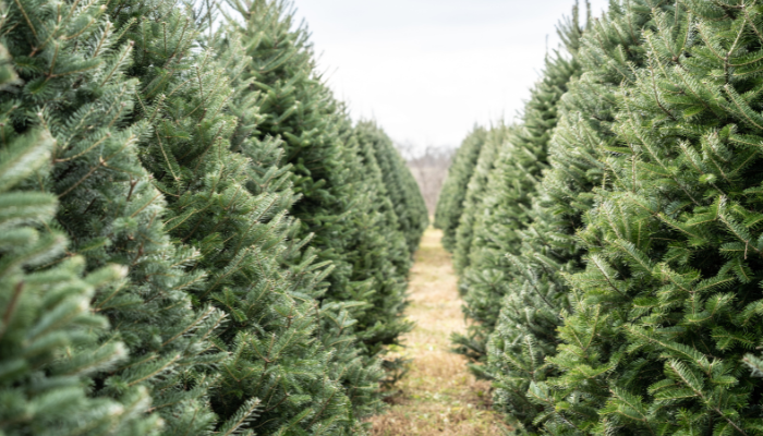 O Christmas Tree, O Christmas Tree