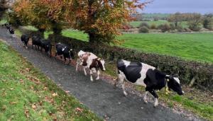 Making sustainability real – a Ballyhaise experience