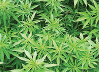Industrial Hemp Conference sets stage for potential growth in Irish agriculture