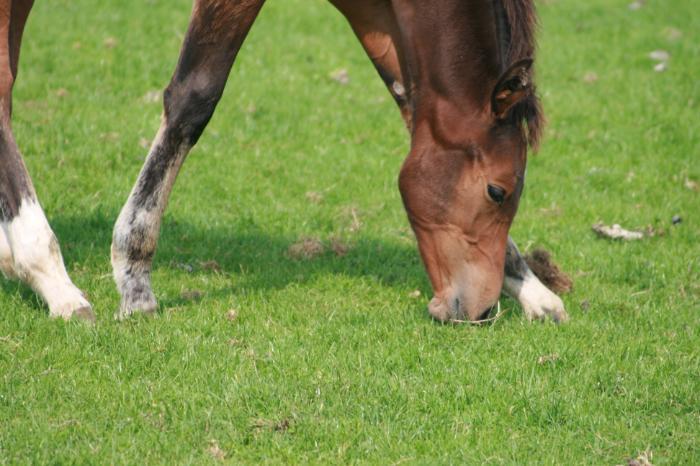 Quality pasture: The foundation for healthy horses