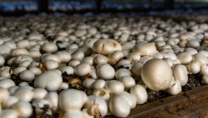 Straw shortages drive mushroom compost prices
