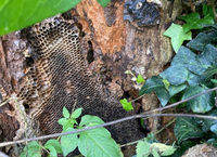Biodiversity on Newford Farm