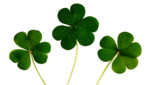 Shamrock, Irish Heritage and Biodiversity