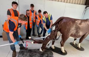 Udderly realistic: How calving simulators are ‘moo-ving’ education forward at Kildalton College