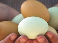 Happy World Egg Day 2021