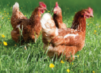 Teagasc Annual Layer Conference returns this week