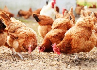Heightened levels of biosecurity needed on poultry units