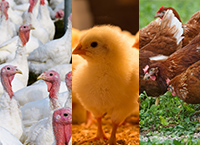 Energy & Biosecurity Considerations for the Poultry Industry