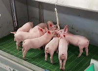 Teagasc Pig Research Update – BM Farm