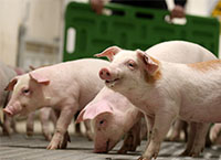 What’s the Carbon Footprint of Irish Pig Production?