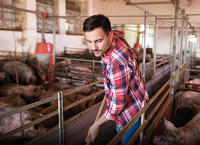 Cleaning on pig farms