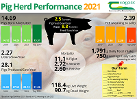 Pig Herd Performance 2021 Infographic