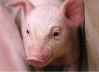 Staggering improvements in pig performance
