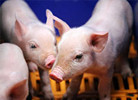 Supplementation milk for piglets