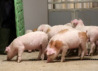 Lowering Feed Cost: Picking the Low-Hanging ‘FCE’ Fruit