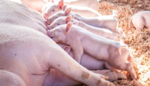 DAFM US-Ireland R&D Partnership Programme Award for Teagasc to Improve Piglet Survival with AI