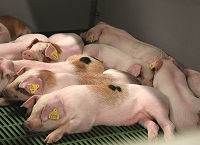Gene editing: The next leap in pig production efficiency?