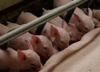 Improving young pig welfare on-farm: PDD Review paper
