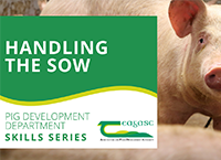 Teagasc Pig Development Department Skills Series – Handling the Sow