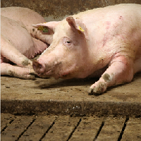 PDD Recently Published paper on Chronic Stress in Sows