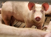 Focus on sow replacement rate