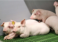 Teagasc Pig Welfare Workshops